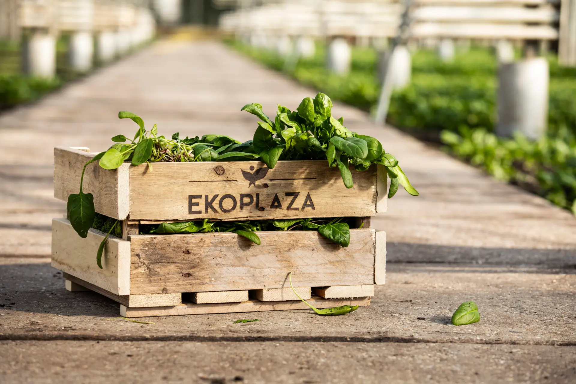 ekoplaza spinazie